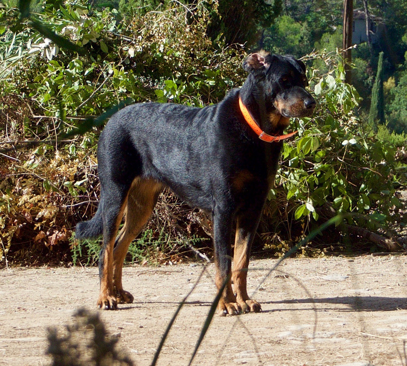 domainedelalicorne.fr photo chien beauceron photo chiot beauceron Elevage de beauceron chiot beauceron pure race élevage du clos de la licorne elevage des gardiens de la licorne elevage beauceron noir et feu authentique gros gabarits élevage de Beauceron familial sérieux et qualité domainedelalicorne.fr suivi des chiots conseil d’éducation chiot propre bas rouge santé caractère spécialiste du beauceron noir et feu ou arlequin chien rustique berger de France  nos chiots sont élevés avec amour et attention notre passion au service de la qualité Beauceron de qualité et sportif domaine de la licorne 04380 BARRAS élevage en liberté éleveur berger de beauce élevage de beauceron de travail 06 11 20 51 93 site domainedelalicorne.fr mail domainedelalicorne@gmail.com